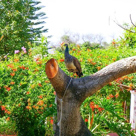 Alojamiento Rural Casa Quinta Peumayen Isla de Maipo Exterior foto