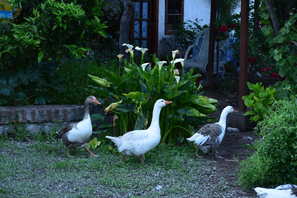 Alojamiento Rural Casa Quinta Peumayen Isla de Maipo Exterior foto